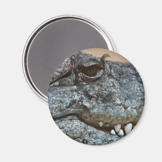ワニ マグネット (正面/裏面)