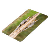 ワニ マグネット (左側)