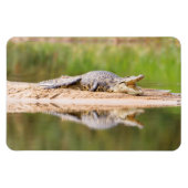 ワニ マグネット (横)