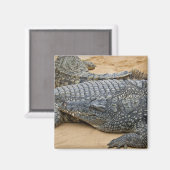 ワニ マグネット (正面/裏面)