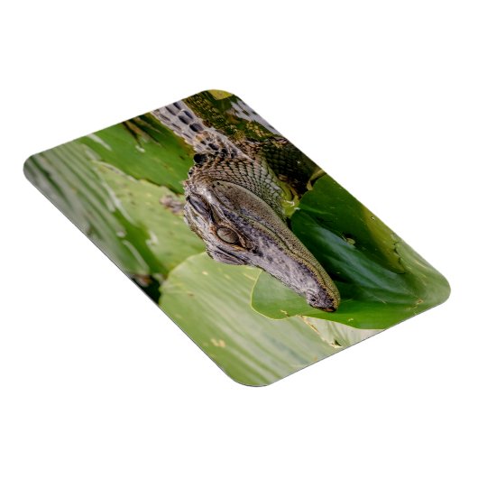 ワニ マグネット (右側)