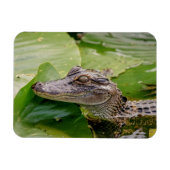 ワニ マグネット (横)