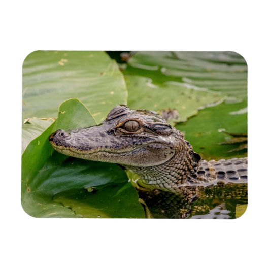 ワニ マグネット (横)