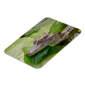 ワニ マグネット (左側)