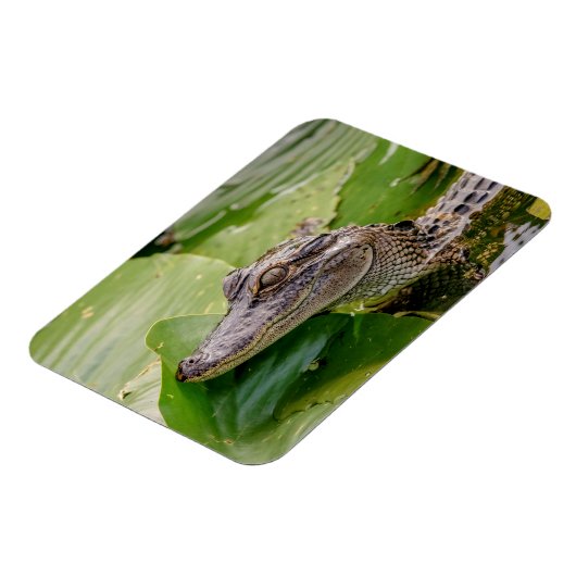 ワニ マグネット (左側)