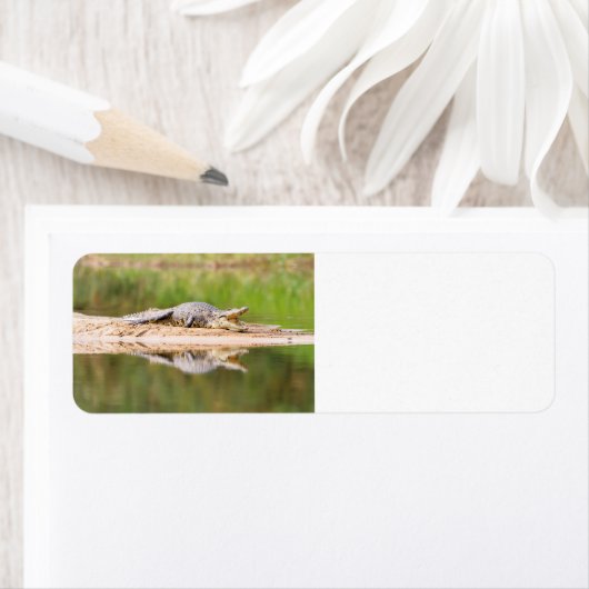 ワニ ラベル (インサイチュ)