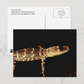 ワニ#3 ポストカード (正面/裏面)