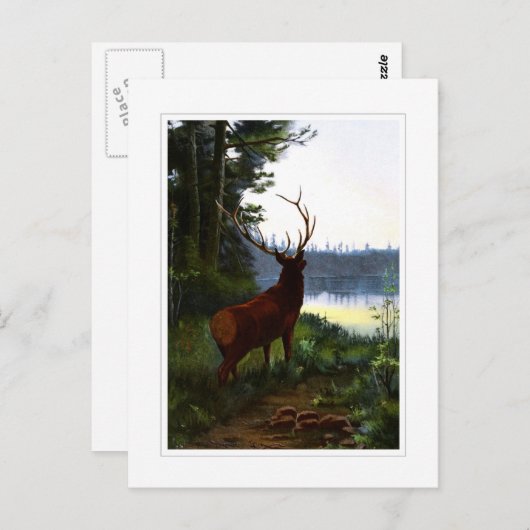 ワピティ、またはエルク ポストカード (正面/裏面)