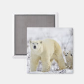 ワプスク国立公園（カナダ）。 マグネット (正面/裏面)