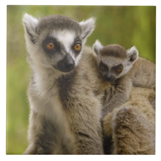 ワモンオナガレムール（Lemur catta）の親子 タイル (正面)