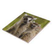 ワモンオナガレムール（Lemur catta）の親子 タイル (側面)