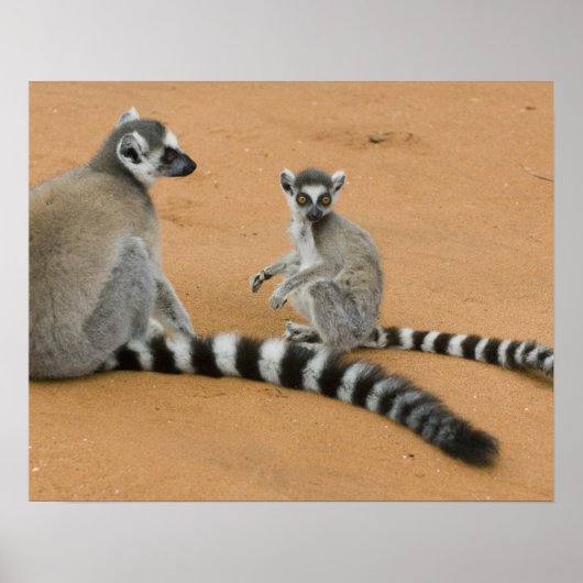 ワモンオナガレムール (Lemur catta) ベレンティ ポスター (正面)