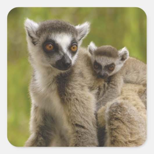 ワモンオナガレムール（Lemur catta）母と子供 スクエアシール (正面)