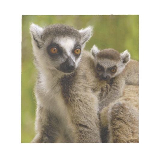 ワモンオナガレムール (Lemur catta) 母と子供 ノートパッド (正面)