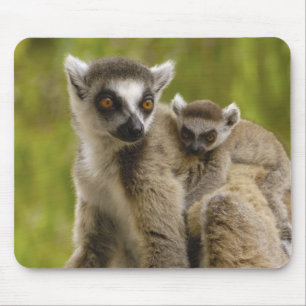 ワモンオナガレムール(Lemur catta)母と子供 マウスパッド