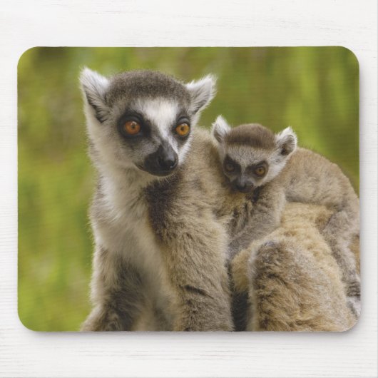 ワモンオナガレムール(Lemur catta)母と子供 マウスパッド (正面)
