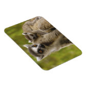 ワモンオナガレムール(Lemur catta)母と子供 マグネット (右側)