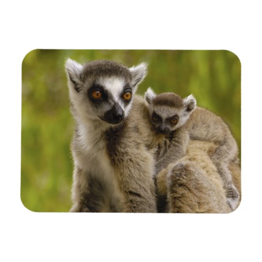 ワモンオナガレムール(Lemur catta)母と子供 マグネット (横)