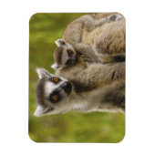 ワモンオナガレムール(Lemur catta)母と子供 マグネット (縦)
