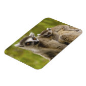 ワモンオナガレムール(Lemur catta)母と子供 マグネット (左側)