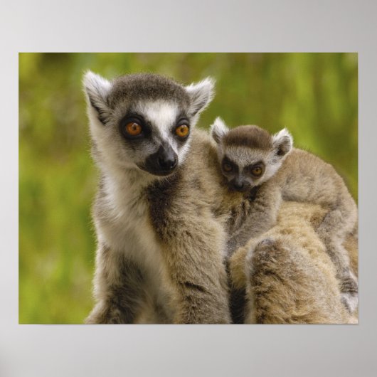 ワモンオナガレムール(Lemur catta)母と赤ちゃん ポスター (正面)