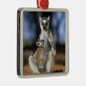 ワモンオナガレムール (Lemur catta) 母と メタルオーナメント (右)