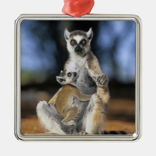 ワモンオナガレムール (Lemur catta) 母と メタルオーナメント (正面)