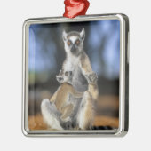 ワモンオナガレムール (Lemur catta) 母と メタルオーナメント (左)