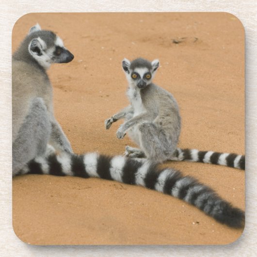 ワモンオナガワオマキザル (Lemur catta) ベレンティ コースター (正面)