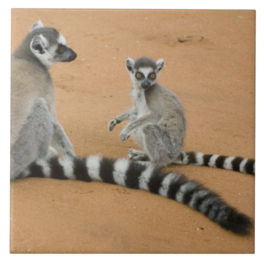 ワモンオナガワオマキザル (Lemur catta) ベレンティ タイル (正面)
