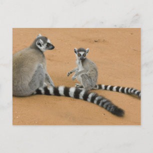 ワモンオナガワオマキザル (Lemur catta) ベレンティ ポストカード
