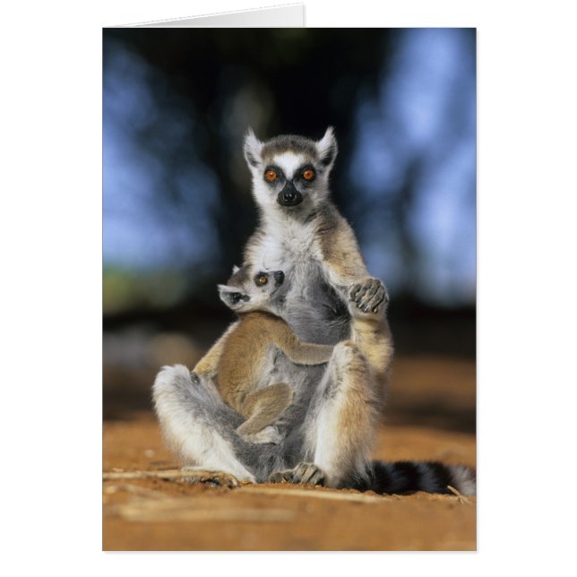ワモンゴリマダラレムール (Lemur catta) 母と (正面)