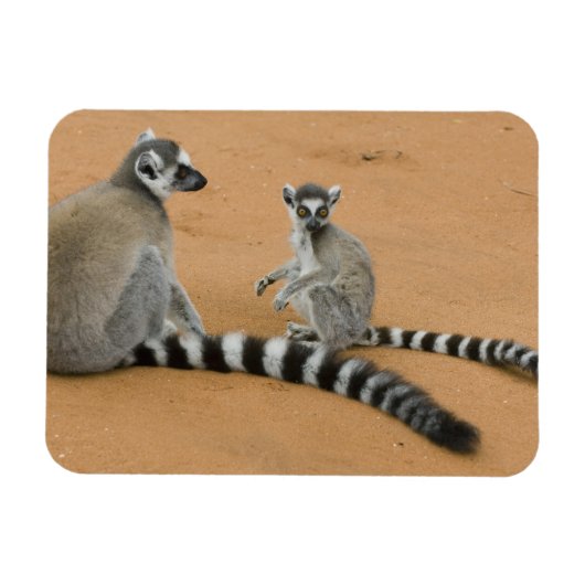 ワモンゴリラ(Lemur catta)、ベレンティ マグネット (横)
