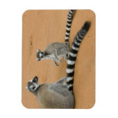 ワモンゴリラ(Lemur catta)、ベレンティ マグネット (縦)