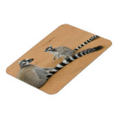 ワモンゴリラ(Lemur catta)、ベレンティ マグネット (左側)