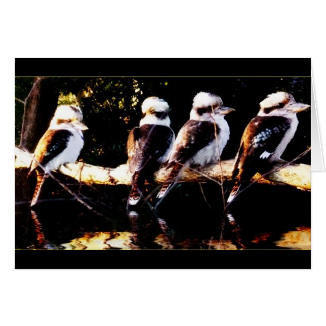 ワライカワセミの鳥の合唱団カード (正面横)