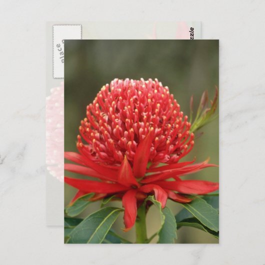 ワラタ開花,オーストラリアの花 ポストカード (正面/裏面)