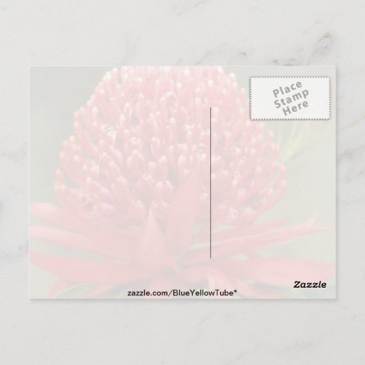 ワラタ開花,オーストラリアの花 ポストカード (裏面)