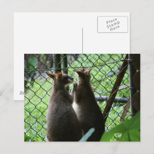 ワラビー ポストカード (正面/裏面)