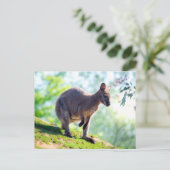 ワラビー ポストカード (スタンド正面)