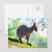 ワラビー ポストカード (正面/裏面)