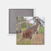 ワラビー マグネット (正面/裏面)