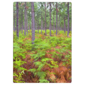 ワラビ（Pteridium Aquilinum）の成長 クリップボード (裏面)