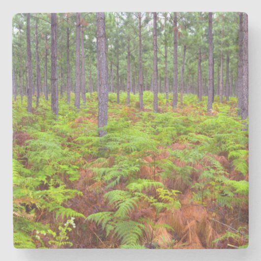 ワラビ（Pteridium Aquilinum）の成長 ストーンコースター (正面)
