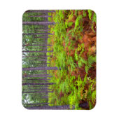 ワラビ（Pteridium Aquilinum）の成長 マグネット (縦)