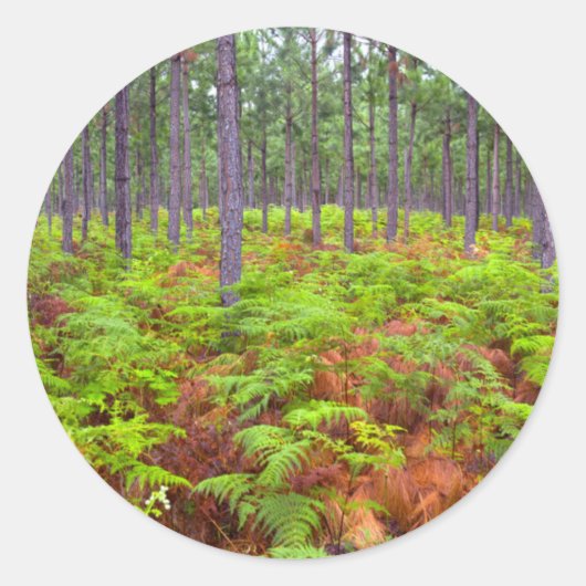 ワラビ(Pteridium Aquilinum)の生育 ラウンドシール (正面)