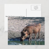 ワルソグ ポストカード (正面/裏面)