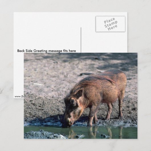 ワルソグ ポストカード (正面/裏面)