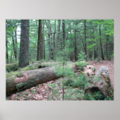 ワルデン森林 ポスター (正面)