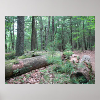 ワルデン森林 ポスター